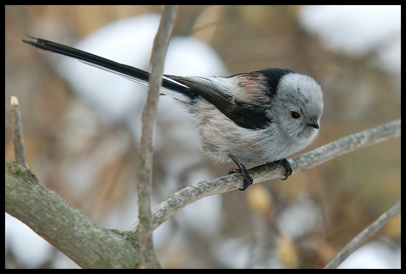  Raniuszek Ptaki raniuszek ptaki Nikon D200 Sigma APO 100-300mm f/4 HSM Zwierzęta ptak dziób fauna pióro chickadee Gałązka ptak przysiadujący dzikiej przyrody gałąź ścieśniać