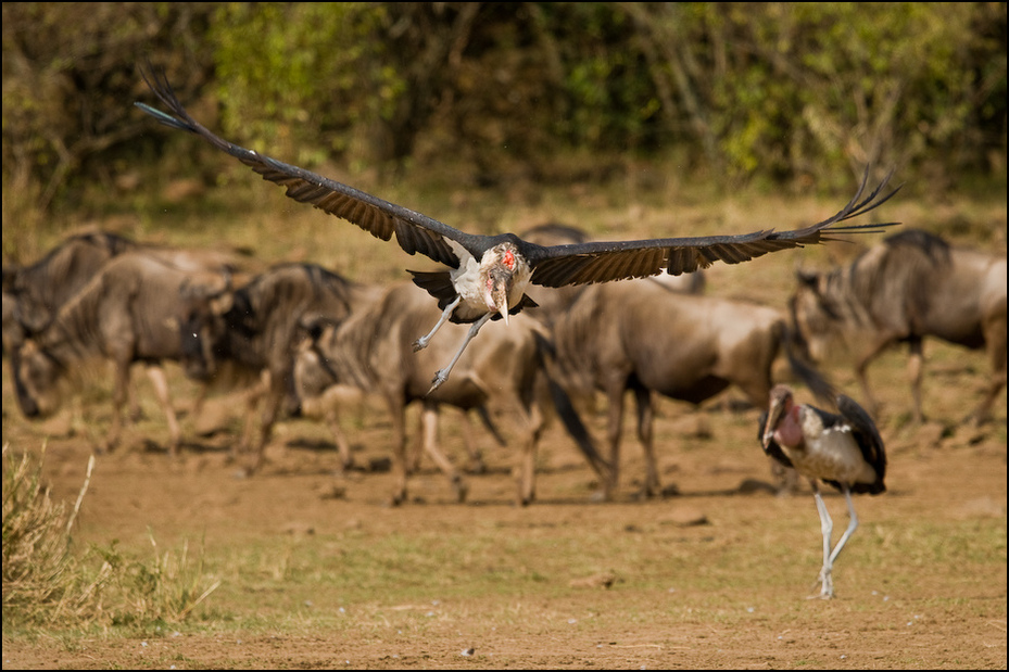  Marabut afrykański Ptaki Nikon D300 Sigma APO 500mm f/4.5 DG/HSM Kenia 0 dzikiej przyrody fauna trawa stado safari róg sawanna gnu