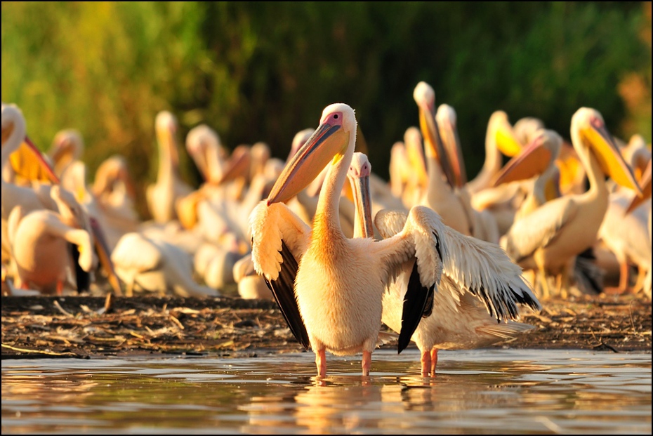  Pelikan Ptaki Nikon D300 Sigma APO 500mm f/4.5 DG/HSM Etiopia 0 pelikan ptak ptak morski dziób dzikiej przyrody Ciconiiformes
