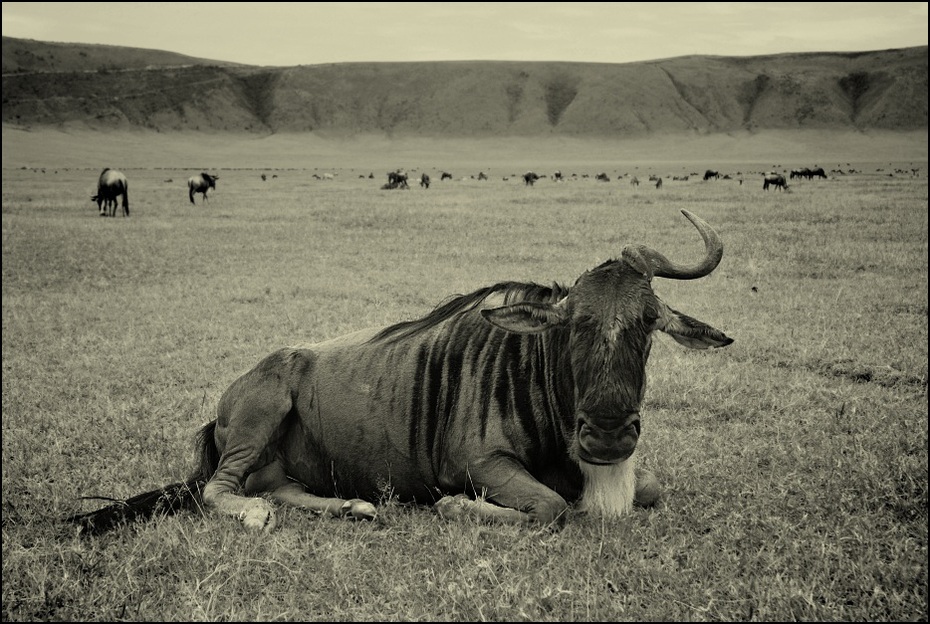  Antylopa gnu Zwierzęta Nikon D200 AF-S Zoom-Nikkor 18-70mm f/3.5-4.5G IF-ED Tanzania 0 dzikiej przyrody róg łąka fauna czarny i biały bydło takie jak ssak safari sawanna fotografia monochromatyczna