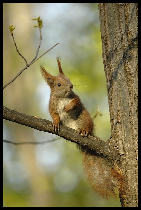  Wiewiórka Inne wiewiórka Nikon D200 Sigma APO 70-300mm f/4-5.6 Macro Zwierzęta fauna dzikiej przyrody ssak gałąź lis wiewiórka liść drzewo gryzoń wąsy