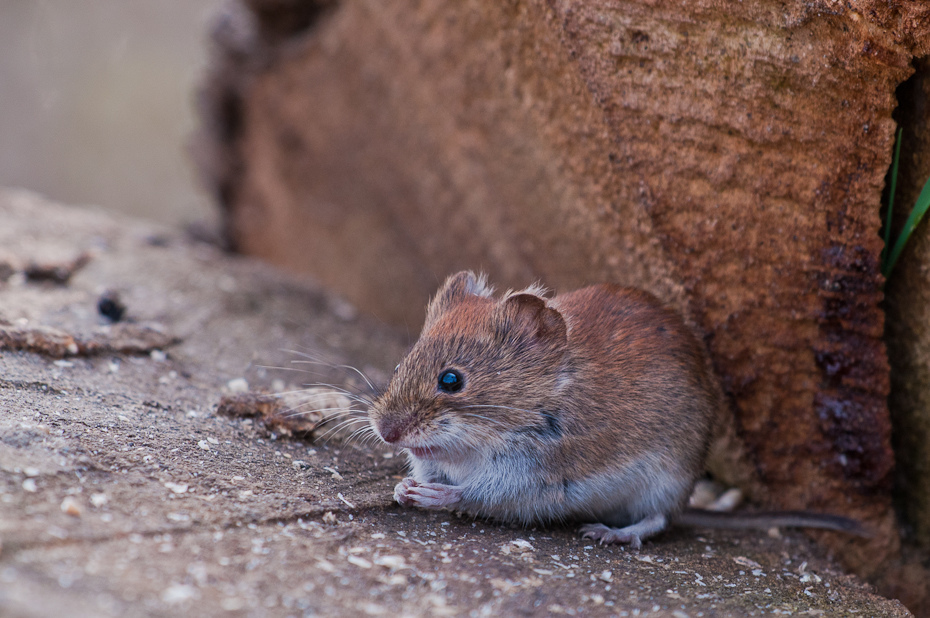  Mysz polna Inne Nikon D300 Sigma APO 500mm f/4.5 DG/HSM Zwierzęta mysz fauna muridae ssak Myszoskoczek muroidea szczur gryzoń chomik organizm