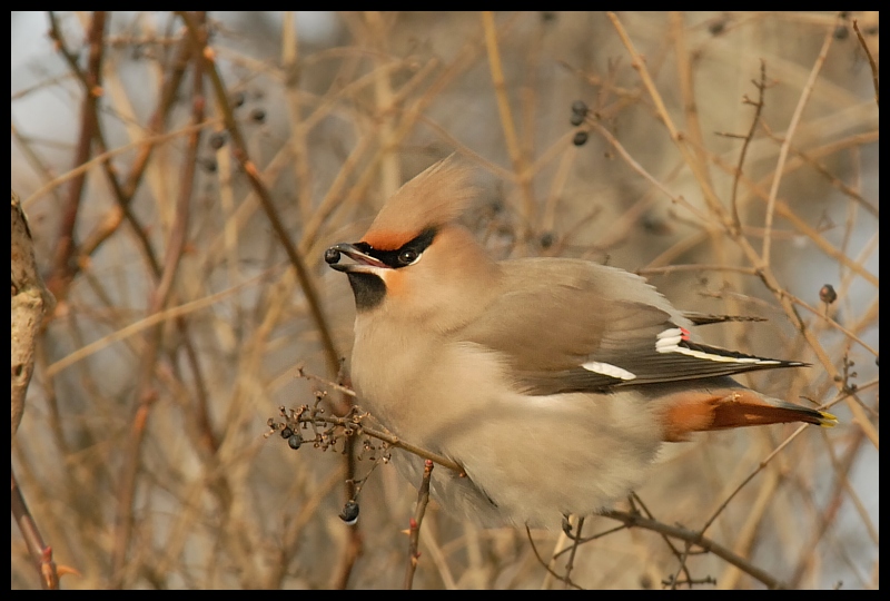  Jemiołuszka Ptaki jemiołuszka ptaki Nikon D200 Sigma APO 100-300mm f/4 HSM Zwierzęta ptak dziób fauna dzikiej przyrody zięba ścieśniać pióro organizm drzewo gałąź