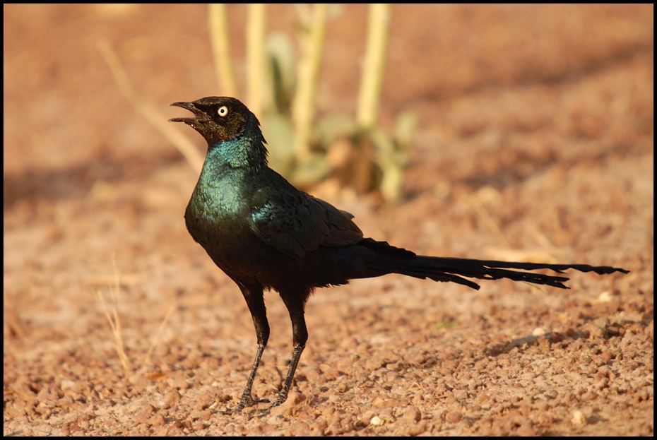  Błyszczak ciemny Ptaki Nikon D200 Sigma APO 50-500mm f/4-6.3 HSM Senegal 0 ptak fauna dziób dzikiej przyrody organizm ecoregion pióro cuculiformes