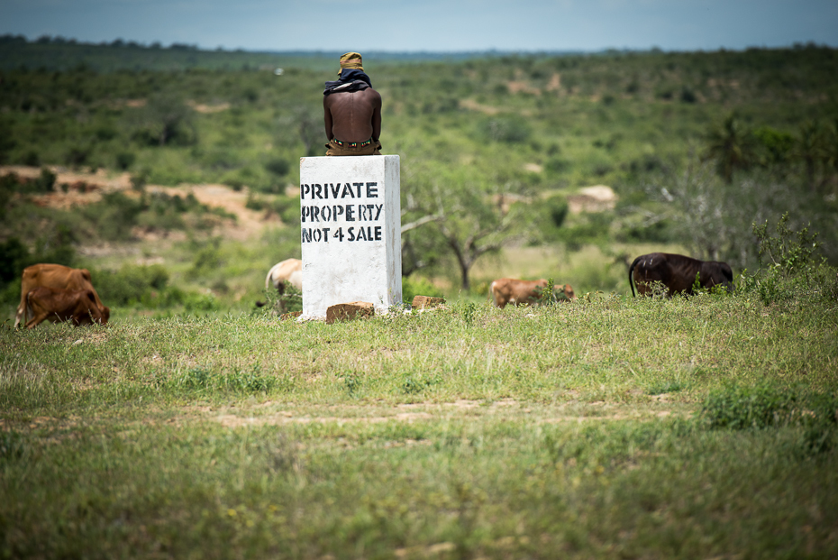  Własność prywatna Ulice nikon d750 Nikon AF-S Nikkor 70-200mm f/2.8G Kenia 0 pastwisko łąka trawa preria pole bydło takie jak ssak obszar wiejski dzikiej przyrody krajobraz żywy inwentarz
