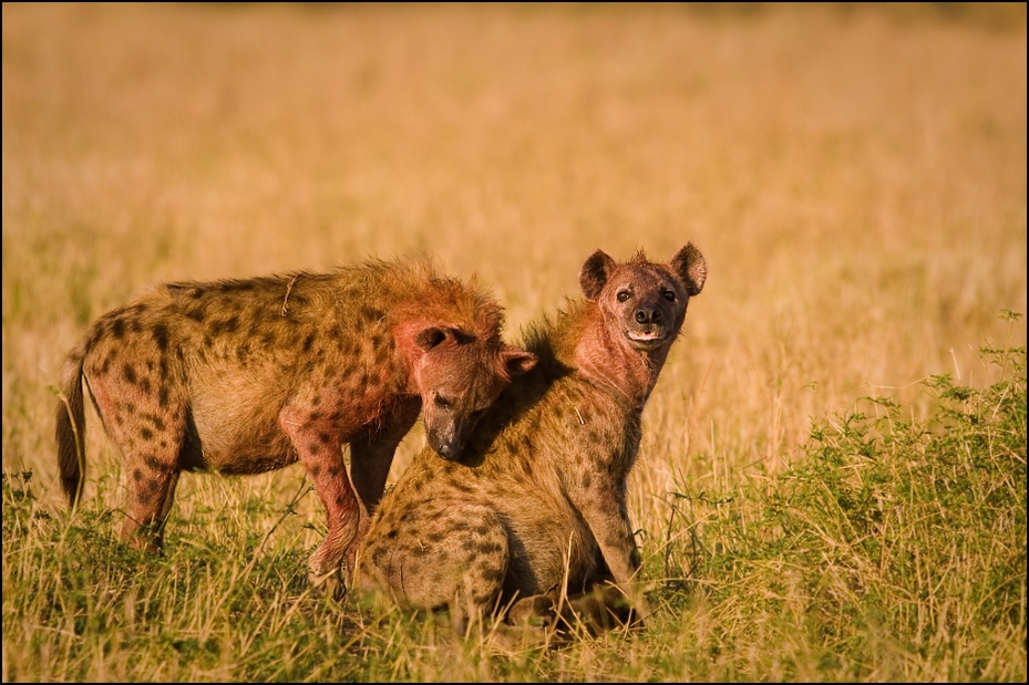  Najedzone hieny Zwierzęta Nikon D300 Sigma APO 500mm f/4.5 DG/HSM Kenia 0 dzikiej przyrody hiena zwierzę lądowe łąka fauna ekosystem ssak pustynia sawanna masajski lew