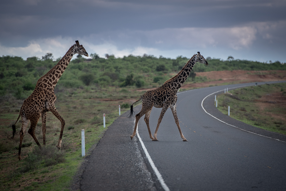  Żyrafy drodze Ulice nikon d750 Nikon AF-S Nikkor 70-200mm f/2.8G Kenia 0 żyrafa dzikiej przyrody fauna żyrafy zwierzę lądowe łąka sawanna Park Narodowy safari niebo