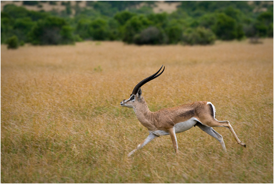  Gazela biegu Zwierzęta Nikon D200 AF-S Nikkor 70-200mm f/2.8G Kenia 0 dzikiej przyrody łąka ekosystem springbok gazela fauna antylopa preria zwierzę lądowe trawa