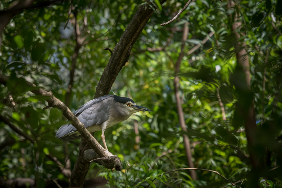  Ślepowron Ptaki nikon d750 Sigma APO 500mm f/4.5 DG/HSM Kenia 0 ptak ekosystem dzikiej przyrody fauna dziób rezerwat przyrody flora drzewo liść gałąź