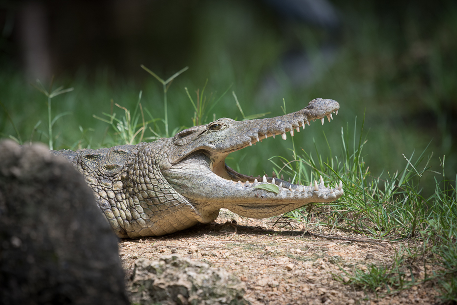  Krokodyl Gady nikon d750 Sigma APO 500mm f/4.5 DG/HSM Kenia 0 Crocodilia gad krokodyl krokodyl nilowy amerykański aligator fauna zwierzę lądowe aligator dzikiej przyrody trawa