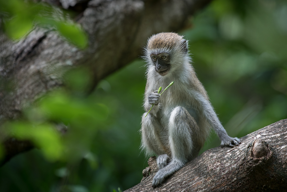  Małpa Ssaki nikon d750 Sigma APO 500mm f/4.5 DG/HSM Kenia 0 fauna ssak makak prymas dzikiej przyrody liść stary świat małpa organizm nowa małpa świata drzewo