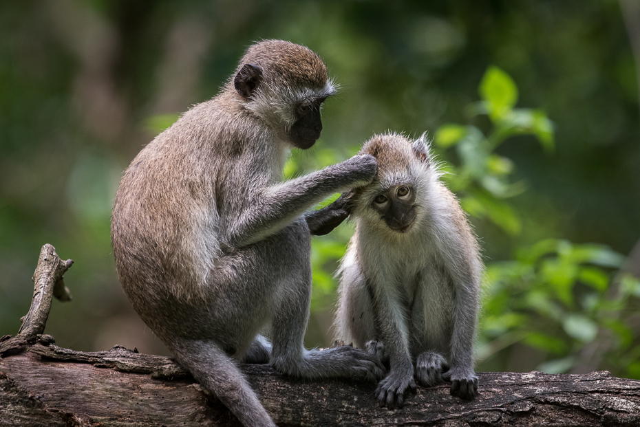  Małpy Ssaki nikon d750 Sigma APO 500mm f/4.5 DG/HSM Kenia 0 fauna ssak prymas dzikiej przyrody makak organizm stary świat małpa zwierzę lądowe nowa małpa świata pysk