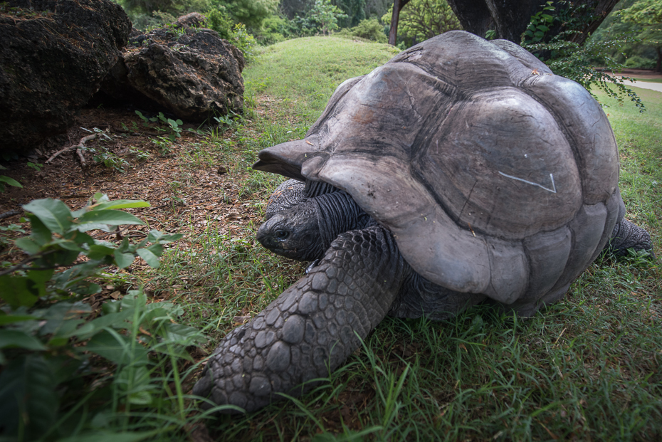  Żółw Gady nikon d750 Nikon AF-S Nikkor 14-24mm f/2.8G Kenia 0 żółw zwierzę lądowe fauna trawa wspólny, przyciągający żółwia chelydridae gad organizm Park Narodowy