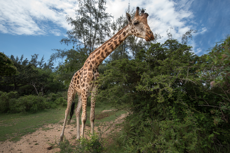  Żyrafa Ssaki nikon d750 Nikon AF-S Nikkor 14-24mm f/2.8G Kenia 0 żyrafa dzikiej przyrody żyrafy zwierzę lądowe ekosystem rezerwat przyrody Park Narodowy fauna drzewo trawa