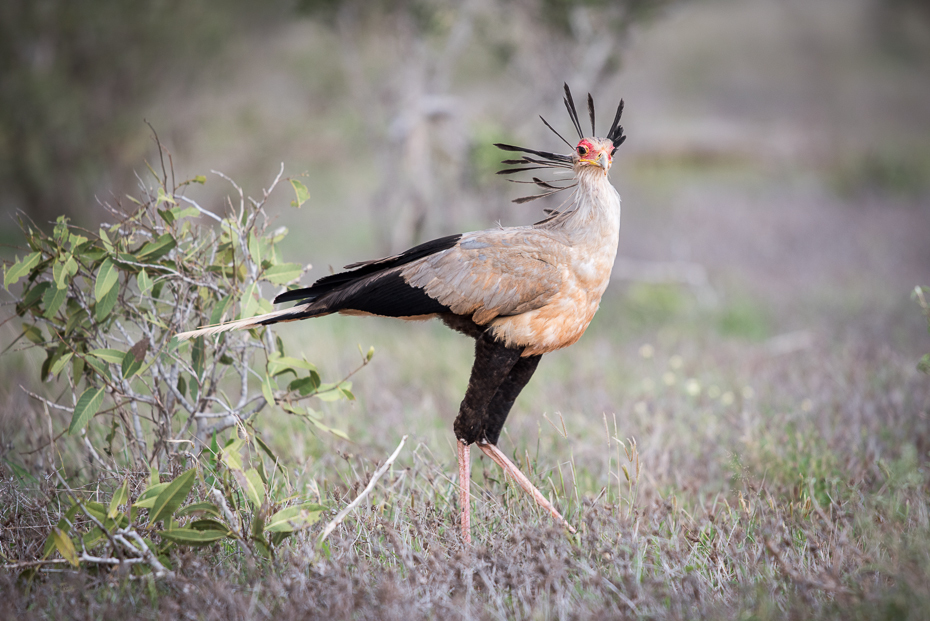  Sekretarz Ptaki nikon d750 Sigma APO 500mm f/4.5 DG/HSM Kenia 0 ptak ekosystem fauna dziób dzikiej przyrody sęp ptak drapieżny ecoregion