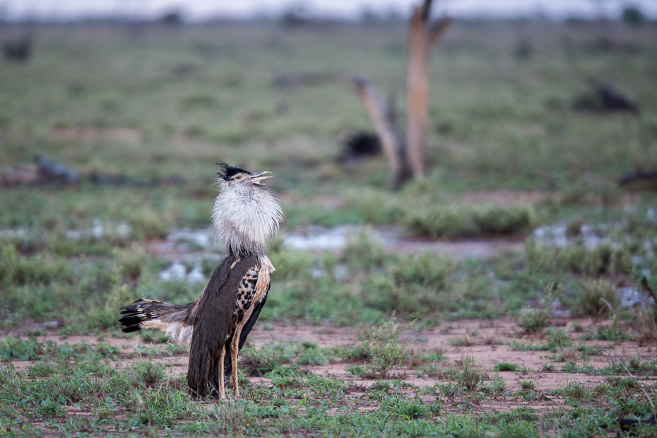  Drop olbrzymi Ptaki nikon d750 Sigma APO 500mm f/4.5 DG/HSM Kenia 0 ekosystem fauna dzikiej przyrody łąka ptak ecoregion dziób step preria trawa