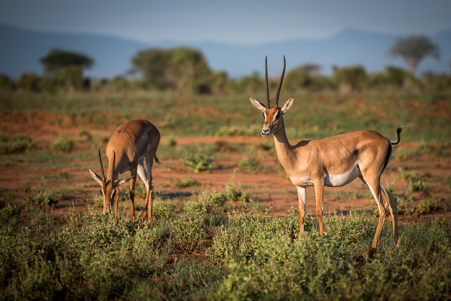  Impala Ssaki nikon d750 Nikon AF-S Nikkor 70-200mm f/2.8G Kenia 0 dzikiej przyrody łąka ekosystem fauna antylopa pustynia gazela impala rezerwat przyrody preria