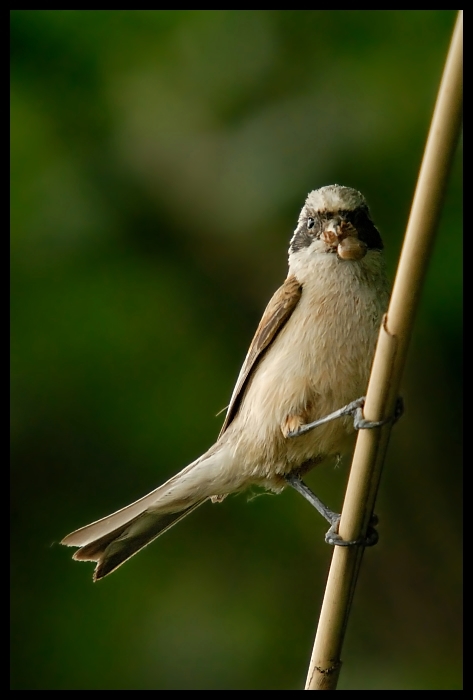  Remiz Ptaki remiz ptaki Nikon D200 Sigma APO 50-500mm f/4-6.3 HSM Zwierzęta ptak fauna dziób wróbel Wróbel dzikiej przyrody skrzydło ptak przysiadujący Emberizidae słowik