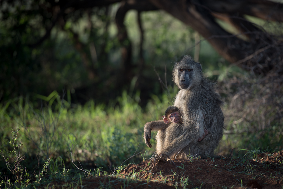  Pawian Ssaki nikon d750 Nikon AF-S Nikkor 70-200mm f/2.8G Kenia 0 fauna ssak makak dzikiej przyrody pustynia liść prymas drzewo lesisty teren stary świat małpa