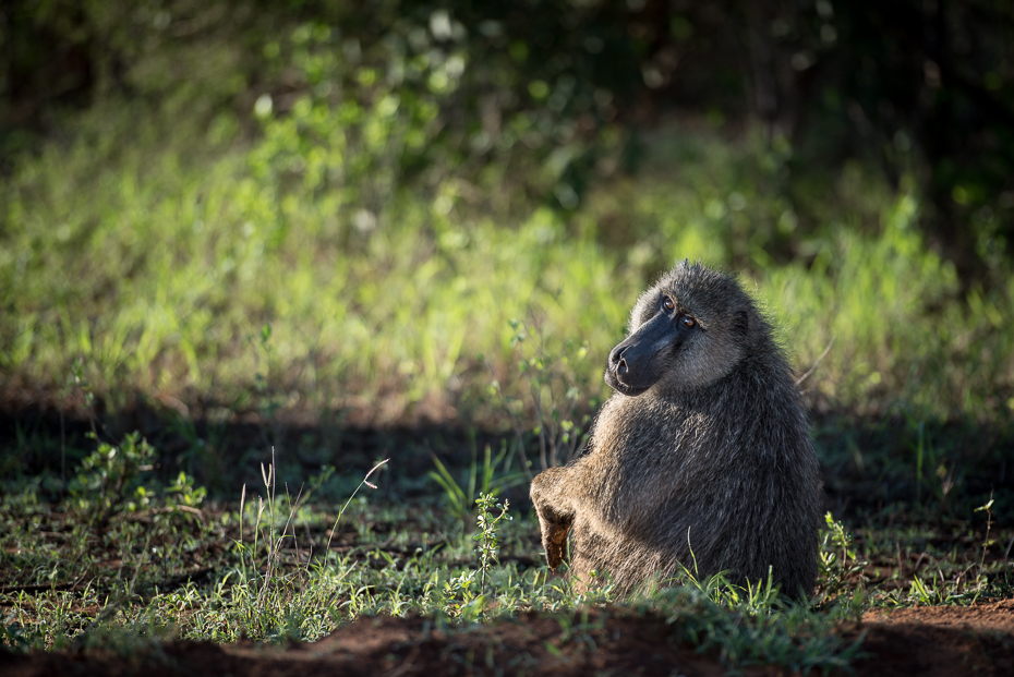  Pawian Ssaki nikon d750 Nikon AF-S Nikkor 70-200mm f/2.8G Kenia 0 fauna ssak dzikiej przyrody trawa stary świat małpa prymas makak drzewo dżungla las