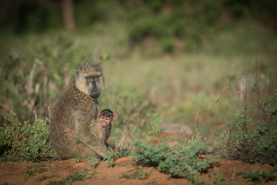  Pawian Ssaki nikon d750 Nikon AF-S Nikkor 70-200mm f/2.8G Kenia 0 fauna ssak dzikiej przyrody ekosystem pustynia rezerwat przyrody prymas stary świat małpa makak trawa