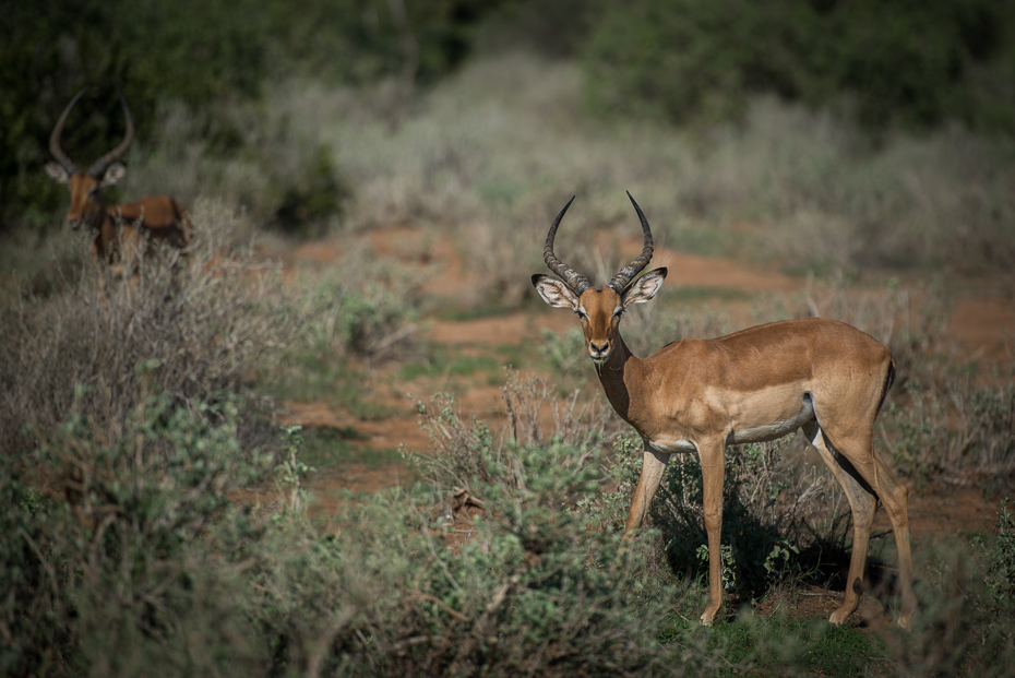  Antylopy Ssaki nikon d750 Nikon AF-S Nikkor 70-200mm f/2.8G Kenia 0 dzikiej przyrody fauna ekosystem antylopa pustynia impala rezerwat przyrody gazela zwierzę lądowe łąka