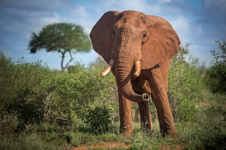  Słoń Ssaki nikon d750 Nikon AF-S Nikkor 70-200mm f/2.8G Kenia 0 słoń słonie i mamuty dzikiej przyrody zwierzę lądowe słoń indyjski ekosystem fauna łąka pustynia Słoń afrykański