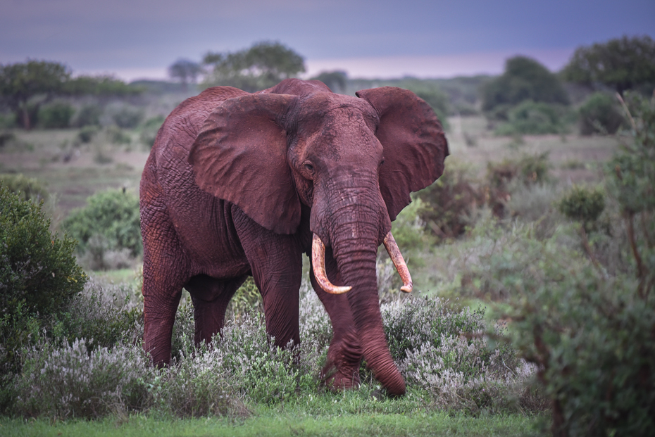  Słoń Ssaki nikon d750 Nikon AF-S Nikkor 70-200mm f/2.8G Kenia 0 słoń słonie i mamuty dzikiej przyrody zwierzę lądowe słoń indyjski ssak fauna ekosystem Słoń afrykański kieł