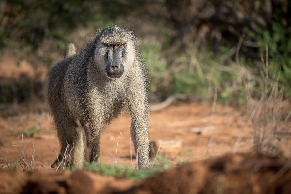  Pawian Ssaki nikon d750 Nikon AF-S Nikkor 70-200mm f/2.8G Kenia 0 dzikiej przyrody ssak fauna stary świat małpa pawian prymas drzewo makak trawa pysk