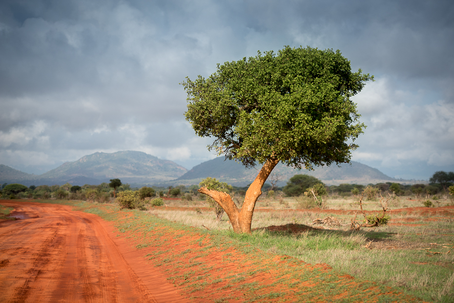  Tsavo East Krajobraz nikon d750 Nikon AF-S Nikkor 70-200mm f/2.8G Kenia 0 niebo drzewo Chmura wegetacja ekosystem sawanna roślina drzewiasta pole Droga łąka