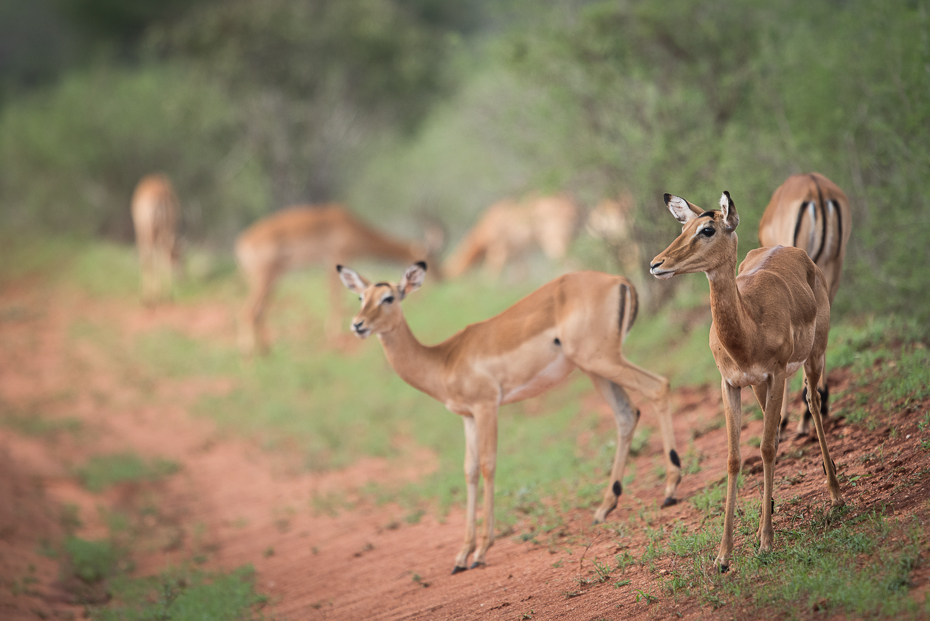  Impale Ssaki nikon d750 Sigma APO 500mm f/4.5 DG/HSM Kenia 0 dzikiej przyrody ekosystem fauna springbok gazela ssak antylopa zwierzę lądowe łąka impala