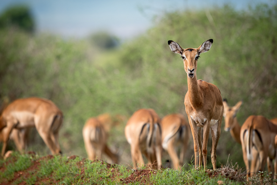  Impale Ssaki nikon d750 Sigma APO 500mm f/4.5 DG/HSM Kenia 0 dzikiej przyrody ekosystem fauna łąka zwierzę lądowe pustynia springbok rezerwat przyrody antylopa impala