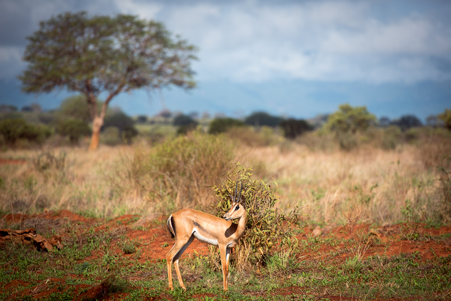  Impala Ssaki nikon d750 Nikon AF-S Nikkor 70-200mm f/2.8G Kenia 0 dzikiej przyrody ekosystem łąka sawanna pustynia fauna springbok impala gazela Park Narodowy