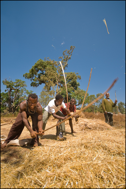  Rolnicy Dorze Ludzie Nikon D300 Sigma 10-20mm f/4-5.6 HSM Etiopia 0 roślina drzewo pole rolnictwo niebo rodzina traw obszar wiejski przyciąć trawa żniwa