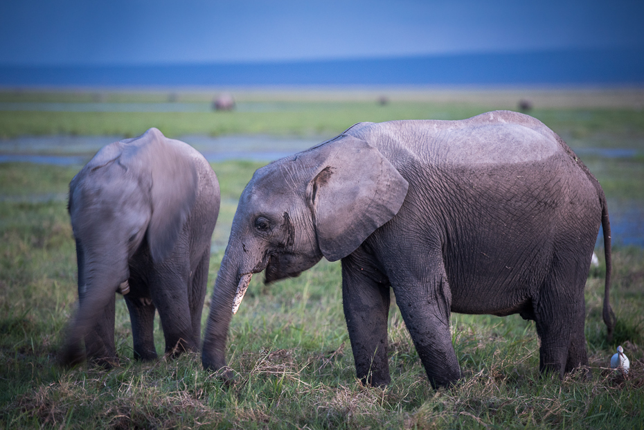  Młode słonie Ssaki nikon d750 Nikon AF-S Nikkor 70-200mm f/2.8G Kenia 0 słoń słonie i mamuty dzikiej przyrody zwierzę lądowe łąka słoń indyjski ekosystem ssak Słoń afrykański fauna