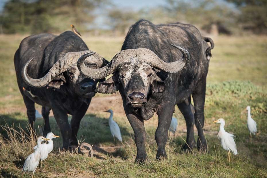  Bawoły Ssaki nikon d750 Nikon AF-S Nikkor 70-200mm f/2.8G Kenia 0 dzikiej przyrody fauna zwierzę lądowe bydło takie jak ssak trawa róg wodny bawół safari sawanna łąka