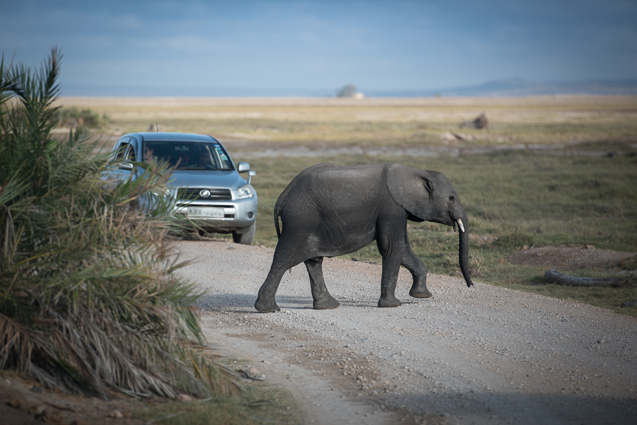  Słoń przechodzący przez drogę Ssaki nikon d750 Nikon AF-S Nikkor 70-200mm f/2.8G Kenia 0 słonie i mamuty słoń dzikiej przyrody Słoń afrykański safari fauna słoń indyjski trawa Park Narodowy zwierzę lądowe