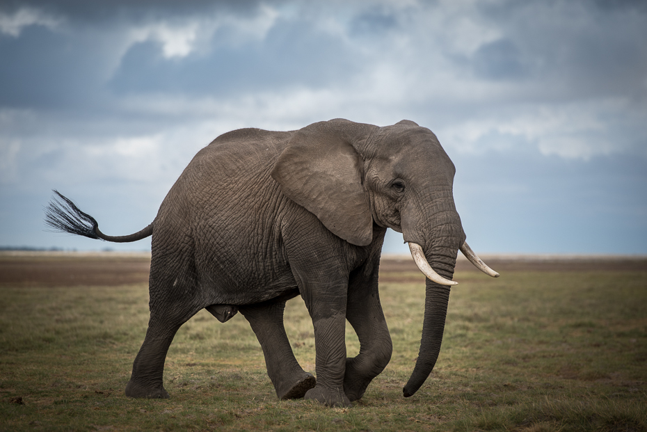  Słoń afrykański Ssaki nikon d750 Nikon AF-S Nikkor 70-200mm f/2.8G Kenia 0 słoń słonie i mamuty dzikiej przyrody zwierzę lądowe słoń indyjski ssak fauna Słoń afrykański kieł łąka
