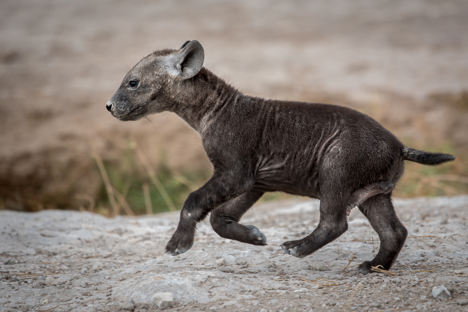  Noworodek hieny Ssaki nikon d750 Sigma APO 500mm f/4.5 DG/HSM Kenia 0 ssak zwierzę lądowe fauna dzikiej przyrody organizm hiena pysk carnivoran