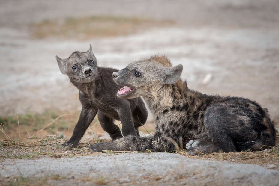  Młode hieny Ssaki nikon d750 Sigma APO 500mm f/4.5 DG/HSM Kenia 0 dzikiej przyrody ssak fauna hiena zwierzę lądowe organizm pysk wąsy viverridae futro