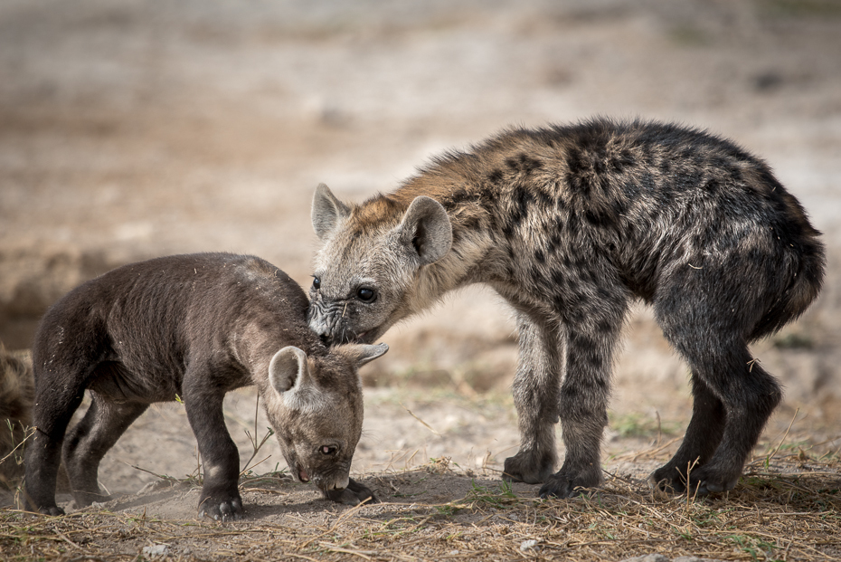  Młode hieny Ssaki nikon d750 Sigma APO 500mm f/4.5 DG/HSM Kenia 0 dzikiej przyrody hiena ssak fauna zwierzę lądowe organizm pysk futro carnivoran