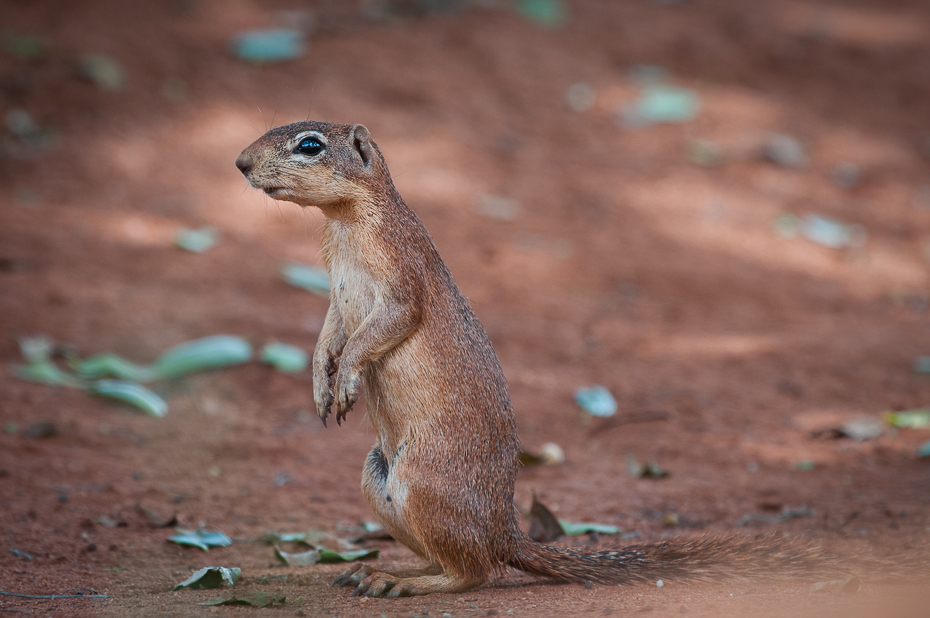 Wiewiórka Ssaki Nikon D300 Sigma APO 500mm f/4.5 DG/HSM Kenia 0 wiewiórka fauna ssak zwierzę lądowe piesek preriowy gryzoń organizm dzikiej przyrody pysk