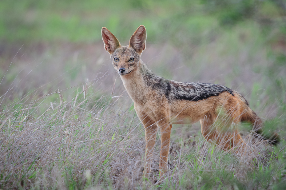  Szakal Ssaki Nikon D300 Sigma APO 500mm f/4.5 DG/HSM Kenia 0 dzikiej przyrody szakal fauna ssak zwierzę lądowe kojot łąka trawa lis preria
