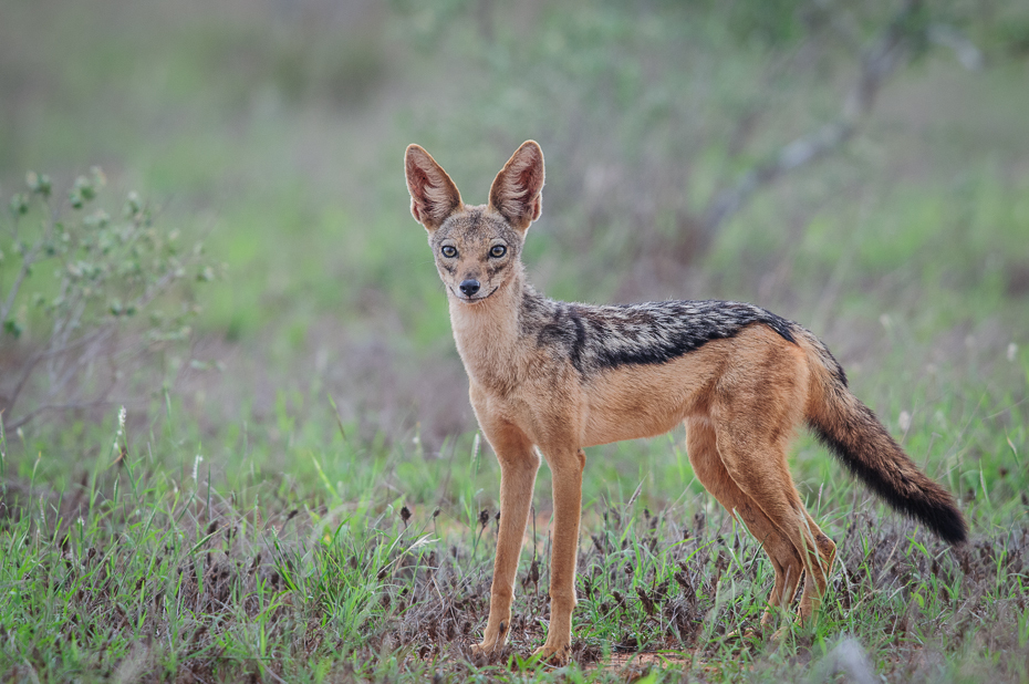  Szakal Ssaki Nikon D300 Sigma APO 500mm f/4.5 DG/HSM Kenia 0 dzikiej przyrody szakal fauna ssak zwierzę lądowe jeleń trawa łąka safari kojot