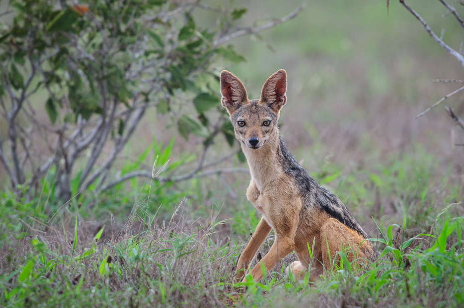  Szakal Ssaki Nikon D300 Sigma APO 500mm f/4.5 DG/HSM Kenia 0 dzikiej przyrody szakal fauna ssak trawa kojot zwierzę lądowe Likaon pictus lis łąka