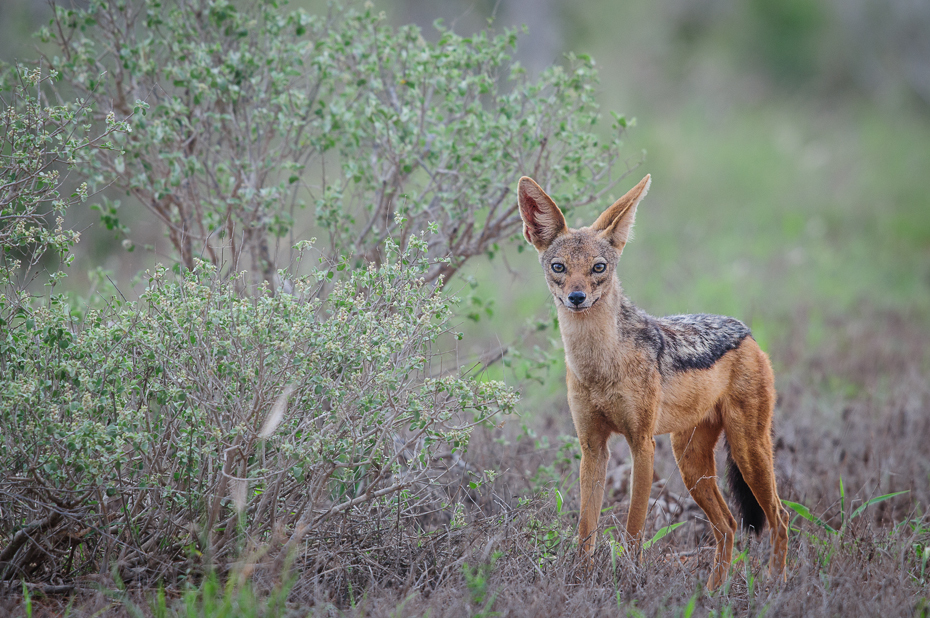  Szakal Ssaki Nikon D300 Sigma APO 500mm f/4.5 DG/HSM Kenia 0 dzikiej przyrody szakal ekosystem fauna ssak pustynia trawa łąka jeleń preria