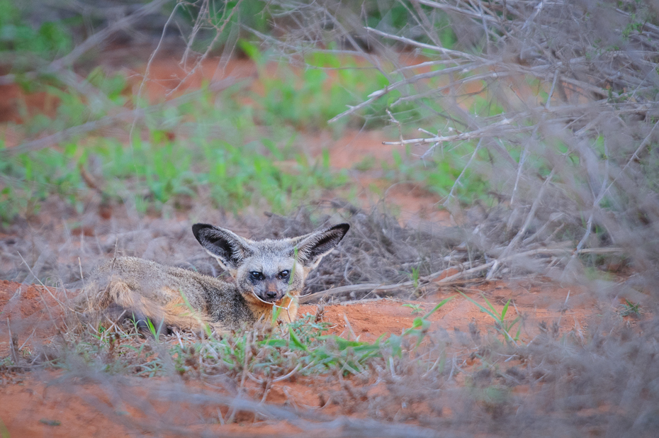  Otocjon Ssaki Nikon D300 Sigma APO 500mm f/4.5 DG/HSM Kenia 0 dzikiej przyrody fauna ssak pustynia szakal zwierzę lądowe pysk trawa ecoregion safari