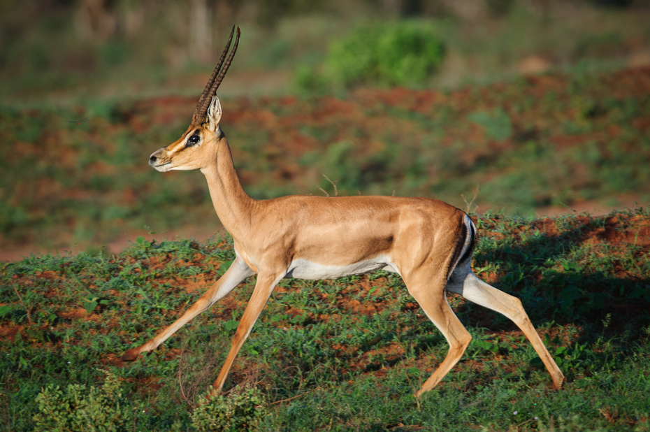  Impala Ssaki Nikon D300 Sigma APO 500mm f/4.5 DG/HSM Kenia 0 dzikiej przyrody zwierzę lądowe gazela fauna antylopa ssak ekosystem springbok impala łąka