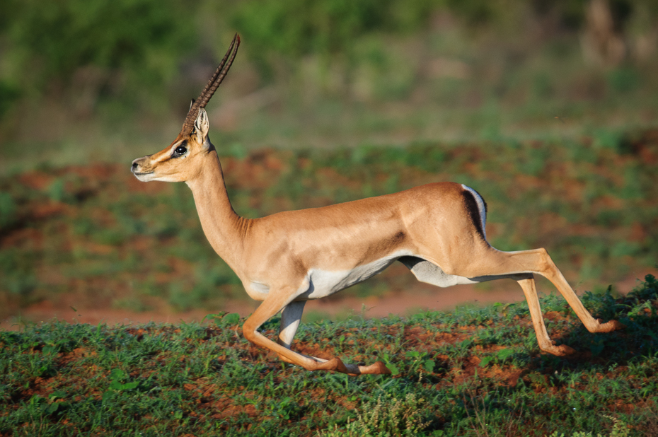  Impala Ssaki Nikon D300 Sigma APO 500mm f/4.5 DG/HSM Kenia 0 dzikiej przyrody zwierzę lądowe gazela fauna antylopa ssak springbok impala ekosystem łąka