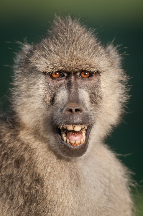  Pawian Ssaki Nikon D300 Sigma APO 500mm f/4.5 DG/HSM Kenia 0 fauna ssak pawian dzikiej przyrody prymas makak stary świat małpa zwierzę lądowe pysk ścieśniać